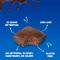 Munch Better Protein Brownie -- Chocolate